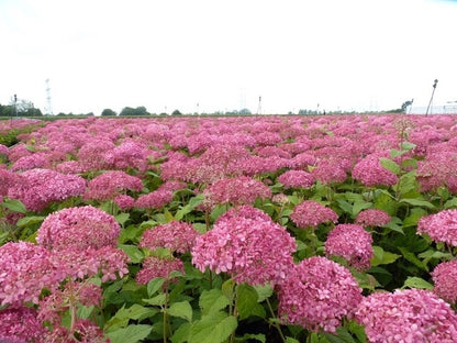 Hortensia (Hydrangea 'Pink Annabelle')