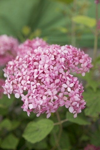  Hortensia (Hydrangea 'Pink Annabelle')