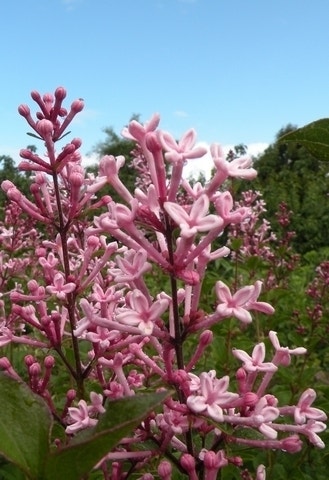  Dwergsering (Syringa Bloomerang® 'Pink Perfume')