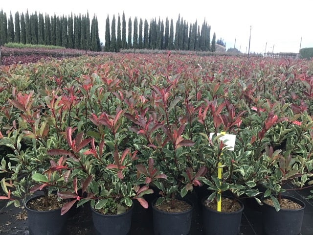  Glansmispel (Photinia Pink Marble)