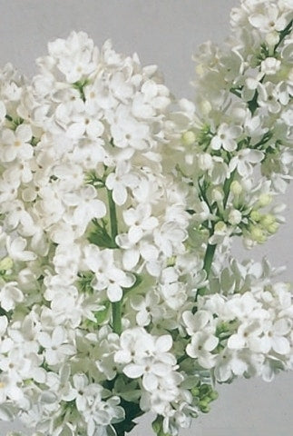  Mongoolse Sering (Syringa 'Pinnatifolia')