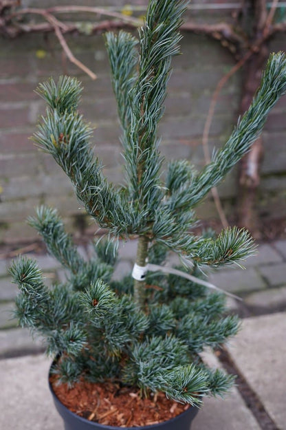  Blauwe Japanse Den (Pinus Parviflora 'Glauca') 