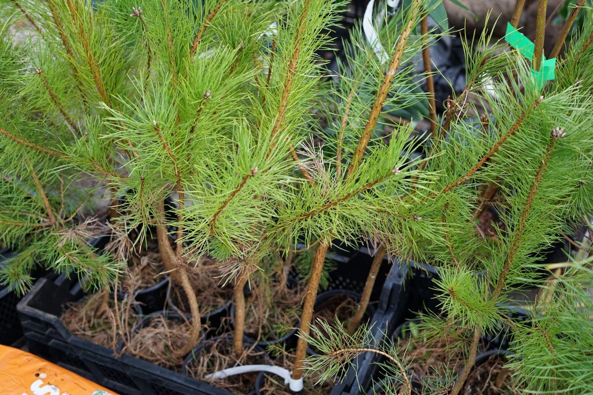  Grove Den, Bosplantsoen (Pinus Sylvestris)