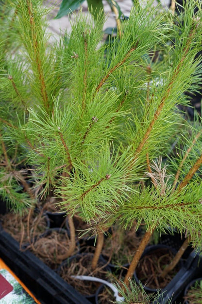  Grove Den, Bosplantsoen (Pinus Sylvestris)