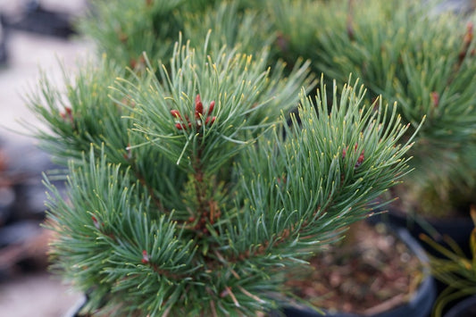  Grove Den (Pinus Sylvestris 'Watereri')