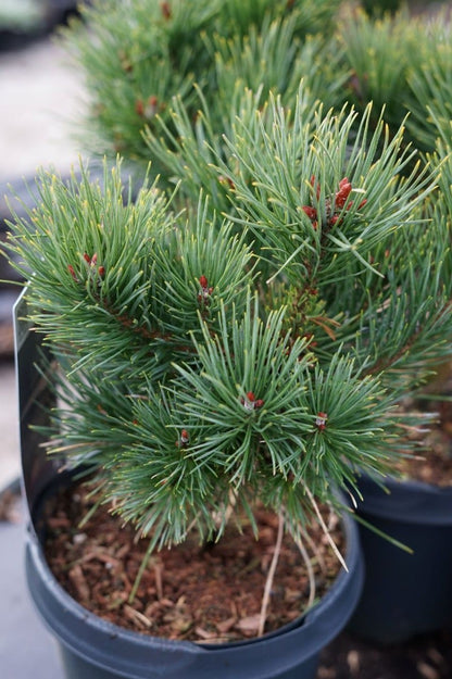  Grove Den (Pinus Sylvestris 'Watereri')