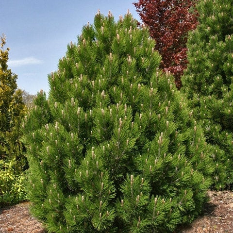  Bosnische Den (Pinus Heldreichii 'Compact Gem')