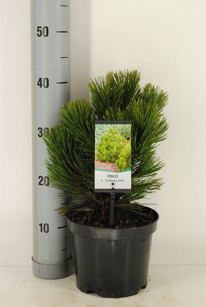  Bosnische Den (Pinus Heldreichii 'Compact Gem')