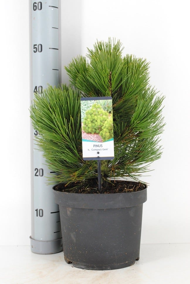  Bosnische Den (Pinus Heldreichii 'Compact Gem')