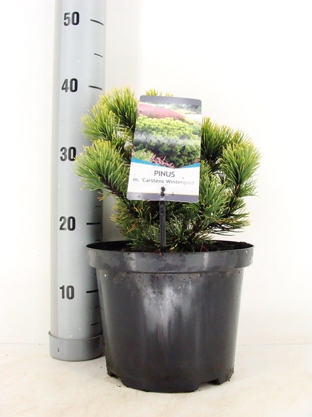  Dwerg Bergden (Pinus Mugo 'Wintergold')