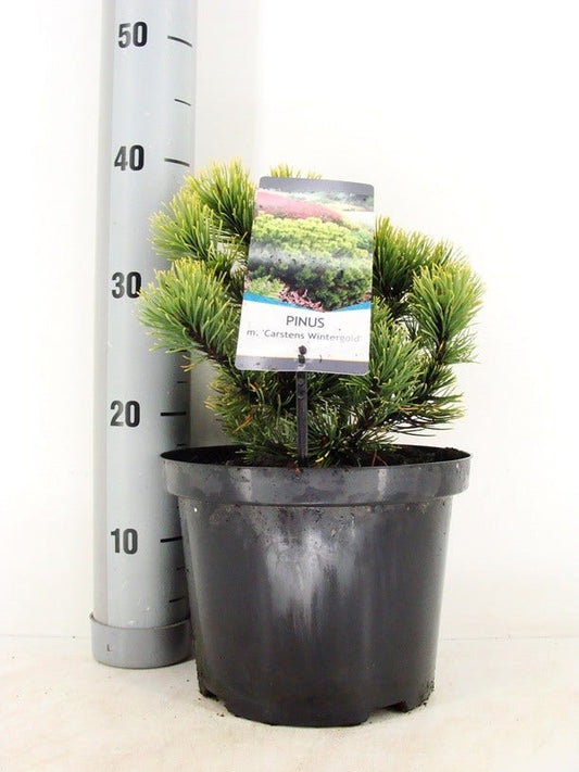  Dwerg Bergden (Pinus Mugo 'Wintergold')