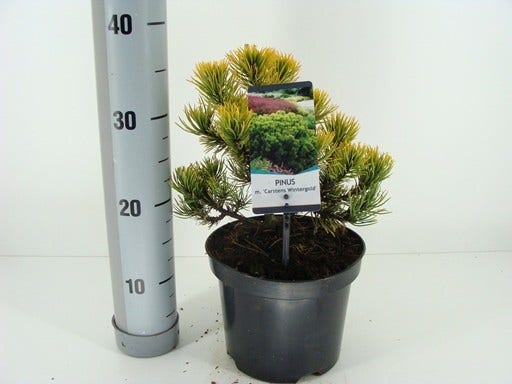  Dwerg Bergden (Pinus Mugo 'Wintergold')
