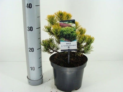  Dwerg Bergden (Pinus Mugo 'Wintergold')