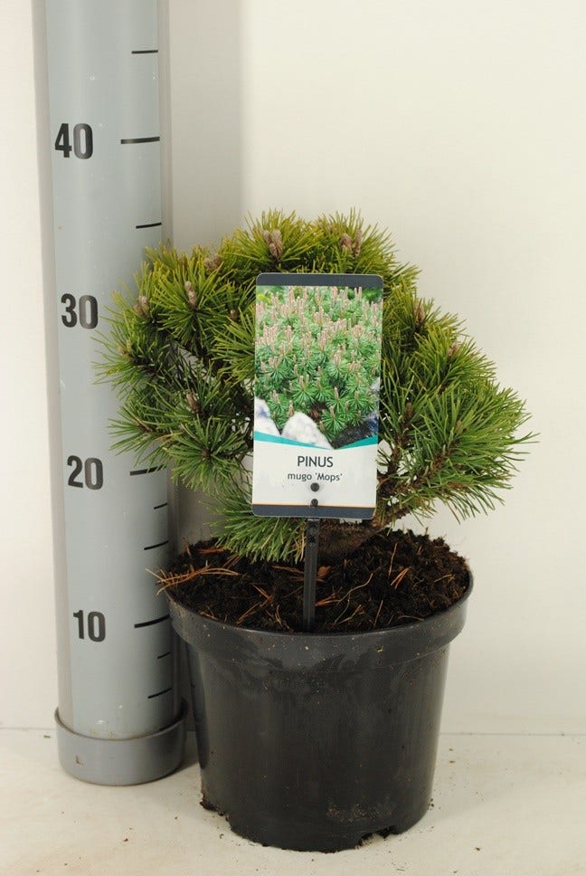  Dwerg Bergden (Pinus Mugo 'Mops')