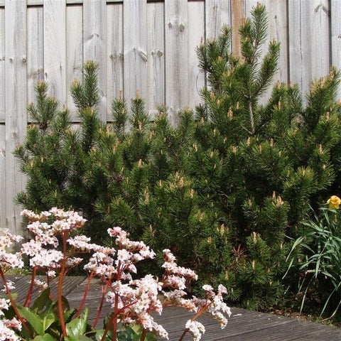  Dwerg Bergden (Pinus Mugo 'Mops')