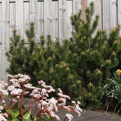  Dwerg Bergden (Pinus Mugo 'Mops')