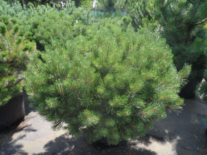  Bergden (Pinus Mugo Mughus)