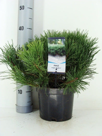  Bergden (Pinus Mugo Mughus)