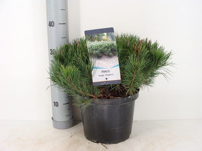  Bergden (Pinus Mugo Mughus)