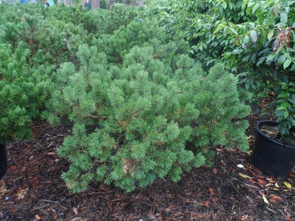  Bergden (Pinus Mugo Mughus)