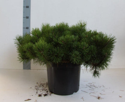  Pinus (Pinus Mugo Var. Pumilio)
