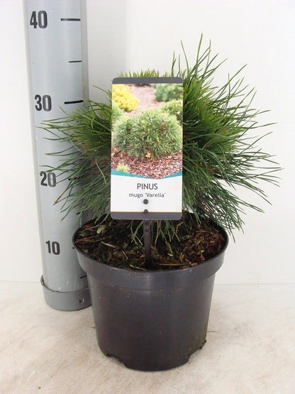  Dwerg Bergden (Pinus Mugo 'Varella')