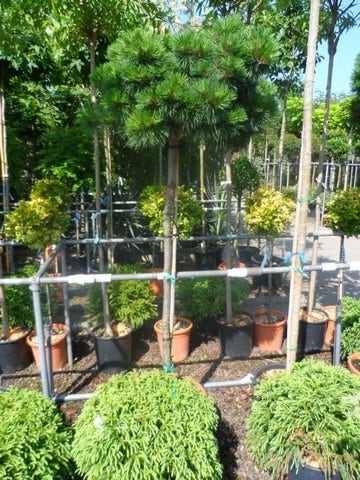  Den Op Stam (Pinus Nigra 'Brepo')