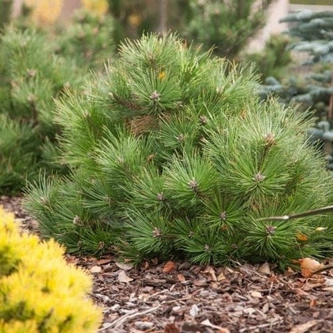  Oostenrijkse Den (Pinus Nigra 'Nana')