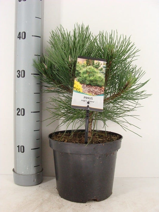  Oostenrijkse Den (Pinus Nigra 'Nana')