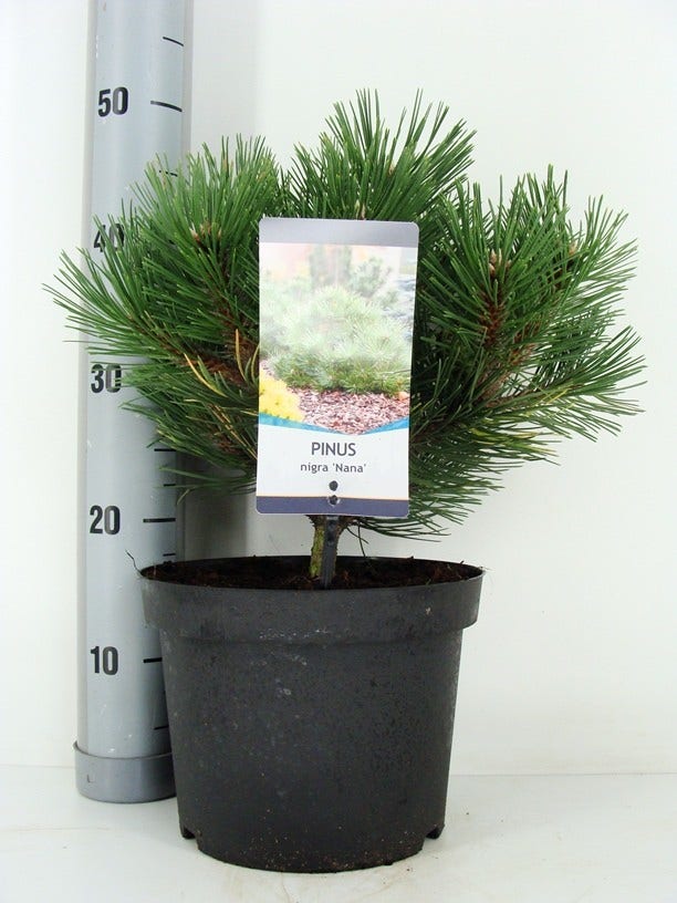  Oostenrijkse Den (Pinus Nigra 'Nana')