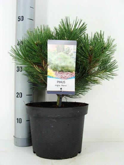  Oostenrijkse Den (Pinus Nigra 'Nana')