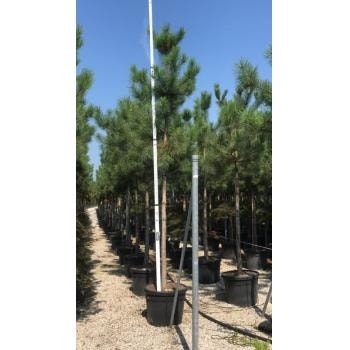  Oostenrijkse Den Als Boom (Pinus Nigra Nigra)