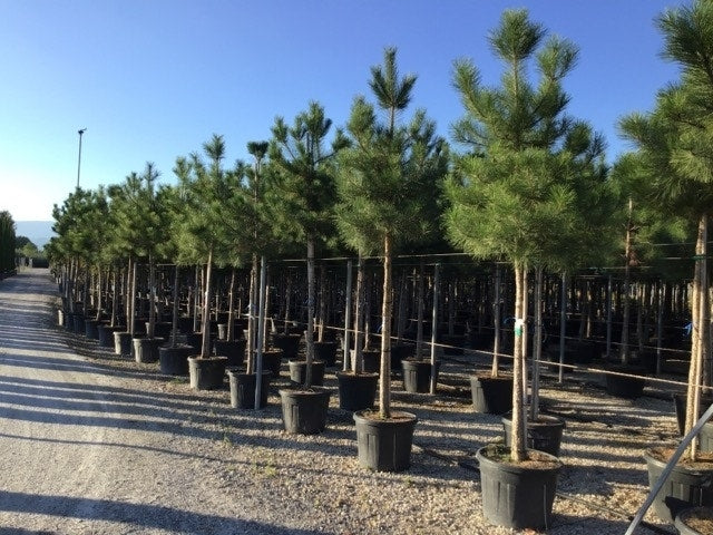  Oostenrijkse Den Als Boom (Pinus Nigra Nigra)