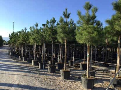  Oostenrijkse Den Als Boom (Pinus Nigra Nigra)