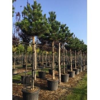  Oostenrijkse Den Als Boom (Pinus Nigra Nigra)