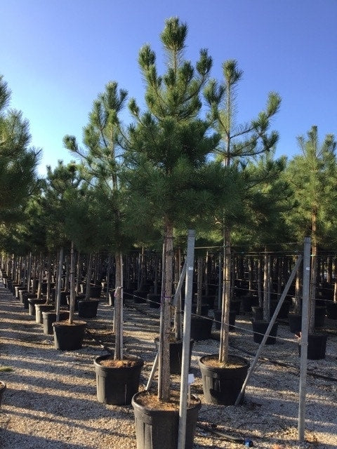  Oostenrijkse Den Als Boom (Pinus Nigra Nigra)