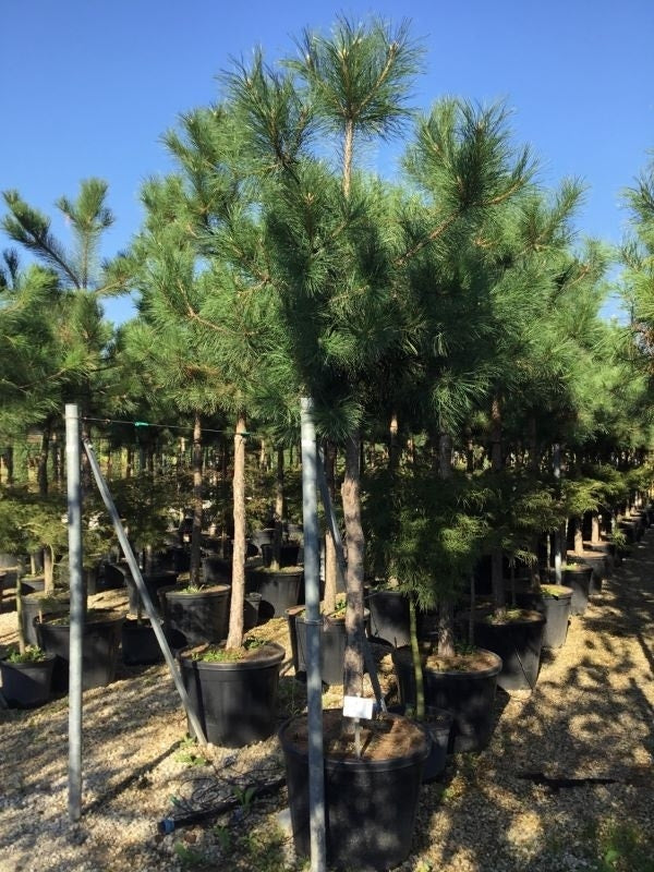  Oostenrijkse Den Als Boom (Pinus Nigra Nigra)