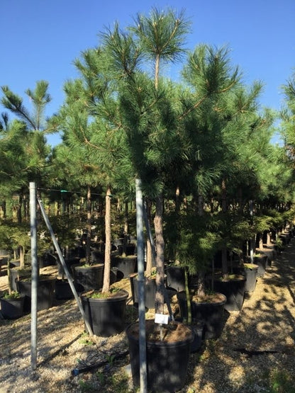  Oostenrijkse Den Als Boom (Pinus Nigra Nigra)