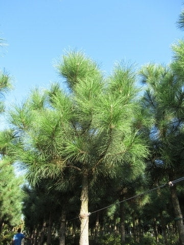  Oostenrijkse Den Als Boom (Pinus Nigra Nigra)