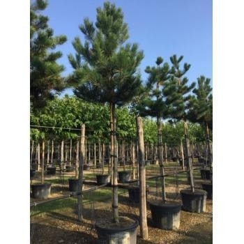  Oostenrijkse Den Als Boom (Pinus Nigra Nigra)