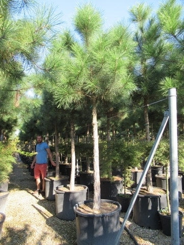  Oostenrijkse Den Als Boom (Pinus Nigra Nigra)