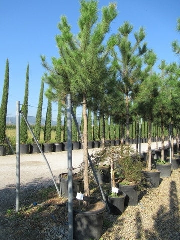  Oostenrijkse Den Als Boom (Pinus Nigra Nigra)
