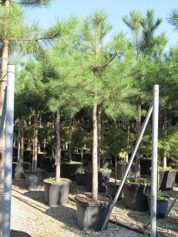  Oostenrijkse Den Als Boom (Pinus Nigra Nigra)