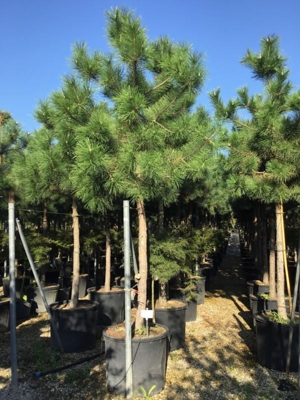  Oostenrijkse Den Als Boom (Pinus Nigra Nigra)