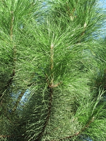  Oostenrijkse Den Als Boom (Pinus Nigra Nigra)