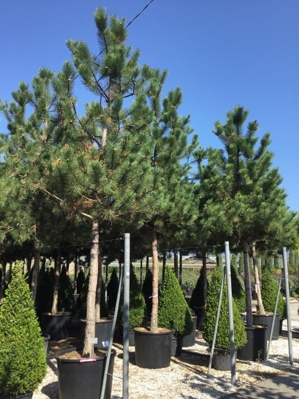  Oostenrijkse Den Als Boom (Pinus Nigra Nigra)