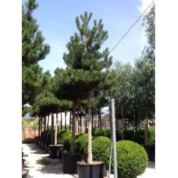  Oostenrijkse Den Als Boom (Pinus Nigra Nigra)