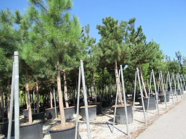  Oostenrijkse Den Als Boom (Pinus Nigra Nigra)