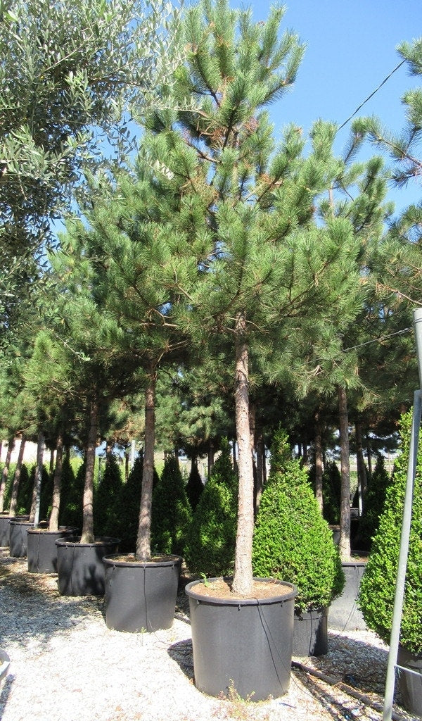  Oostenrijkse Den Als Boom (Pinus Nigra Nigra)