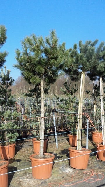  Oostenrijkse Den Als Boom (Pinus Nigra Nigra)